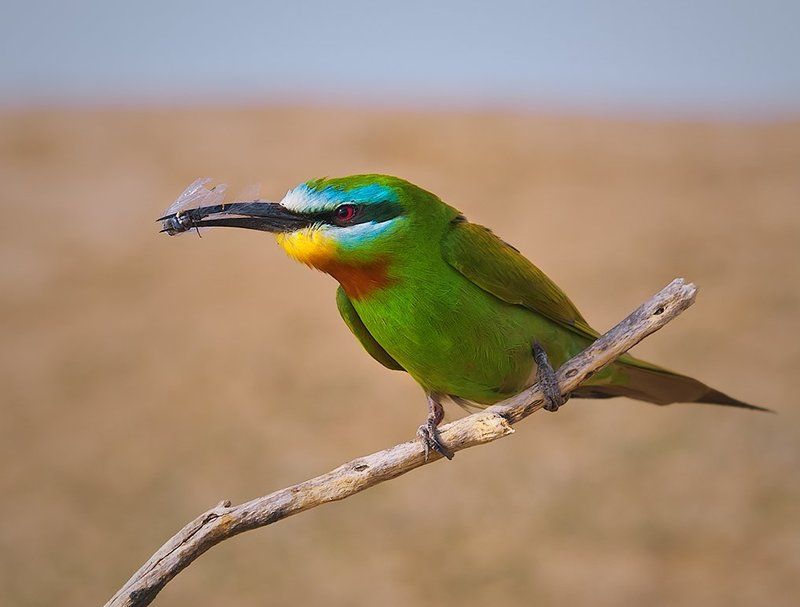 птицы,щурка,зеленая,фотоохота Зеленая щурка 2photo preview