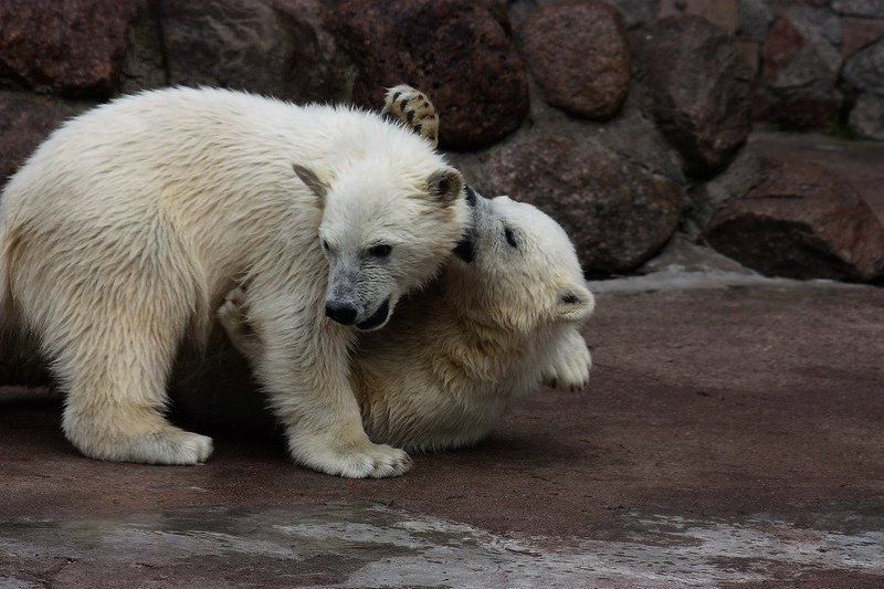 Мужские забавы на свежем воздухеphoto preview