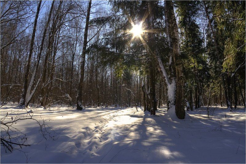 калуга Зимний лесphoto preview