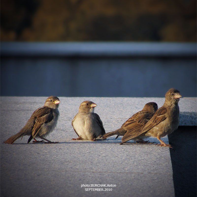 воробьи,четверо. Квартетphoto preview