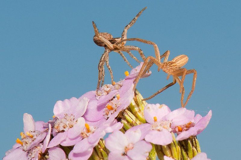 цветок, паучки, макро Битва титановphoto preview