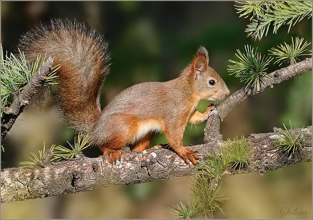 В интерьере. Автор: Солисия белка, животные, млекопитающие, природа, Солисия