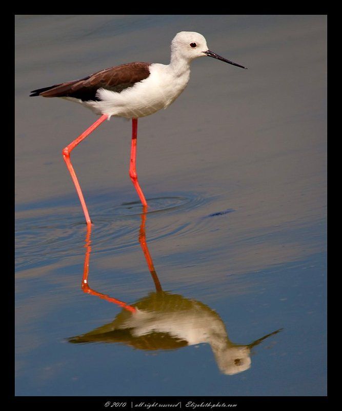 ходулочник, himantopus, himantopus, израиль Ходулочник - Himantopus himantopusphoto preview