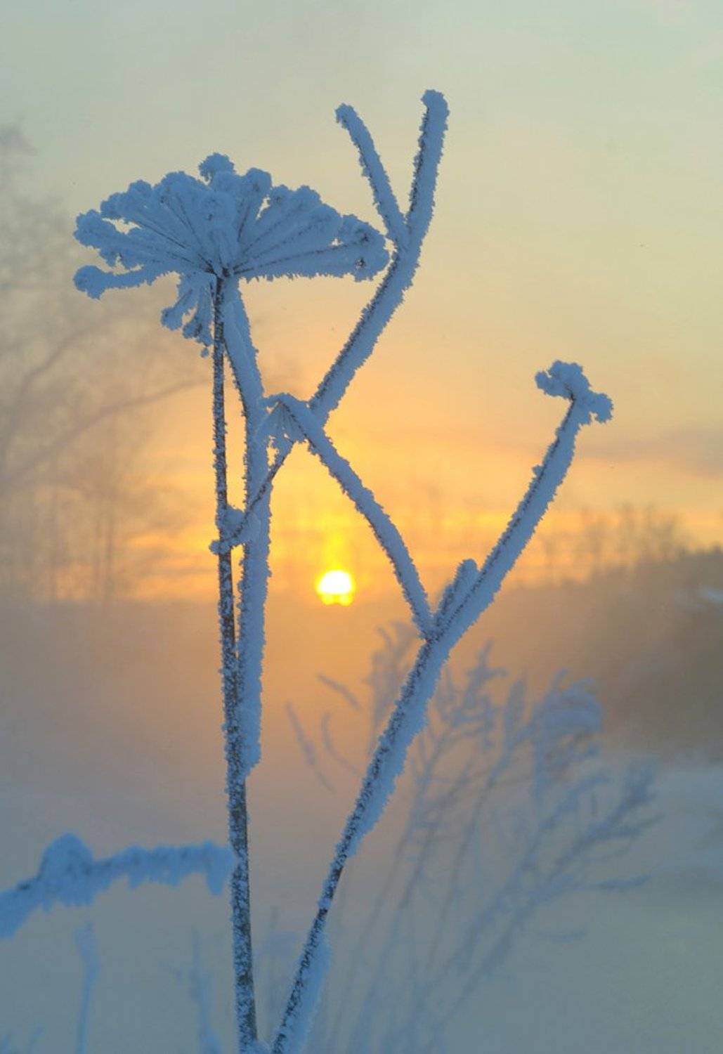 Зимние причуды. Автор: Макс Шамота зима, мороз, солнце, Макс Шамота