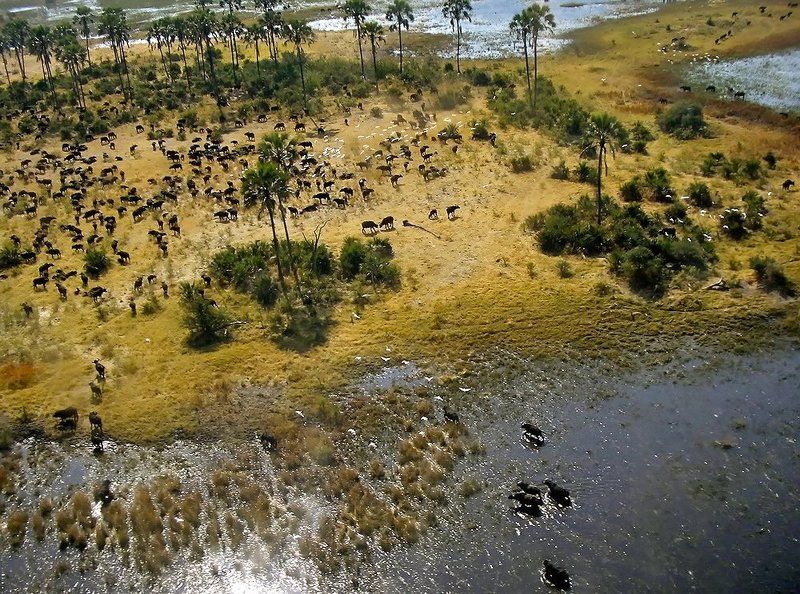 река, стадо, буйволы, африка Акаванга (или рай для животных)photo preview