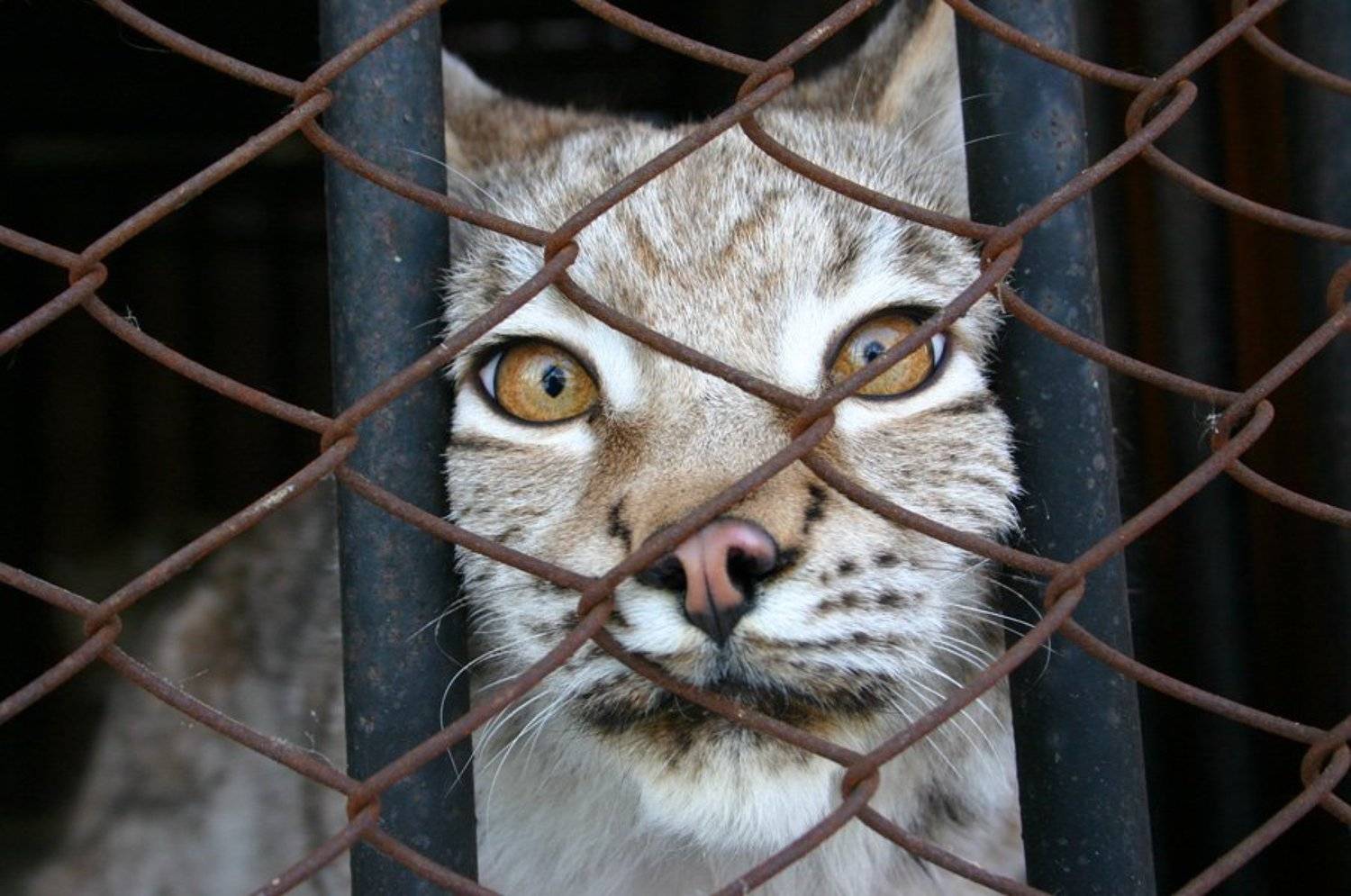 Некуда бежать. Автор: Dmitriy Kuzmichev рысь, зоопарк, Dmitriy Kuzmichev