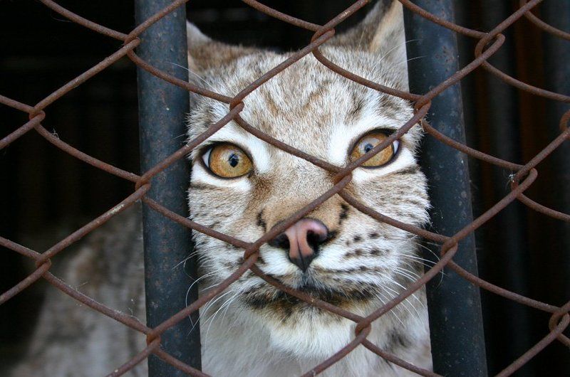 рысь, зоопарк Некуда бежатьphoto preview