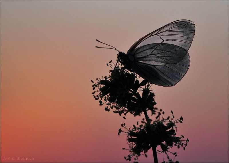 В контровомphoto preview