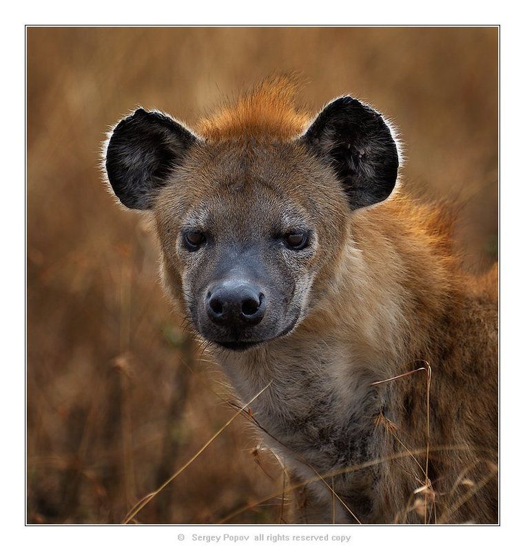 гиена, дикие животные, масай мара, кения Житель солнечной саванны!photo preview