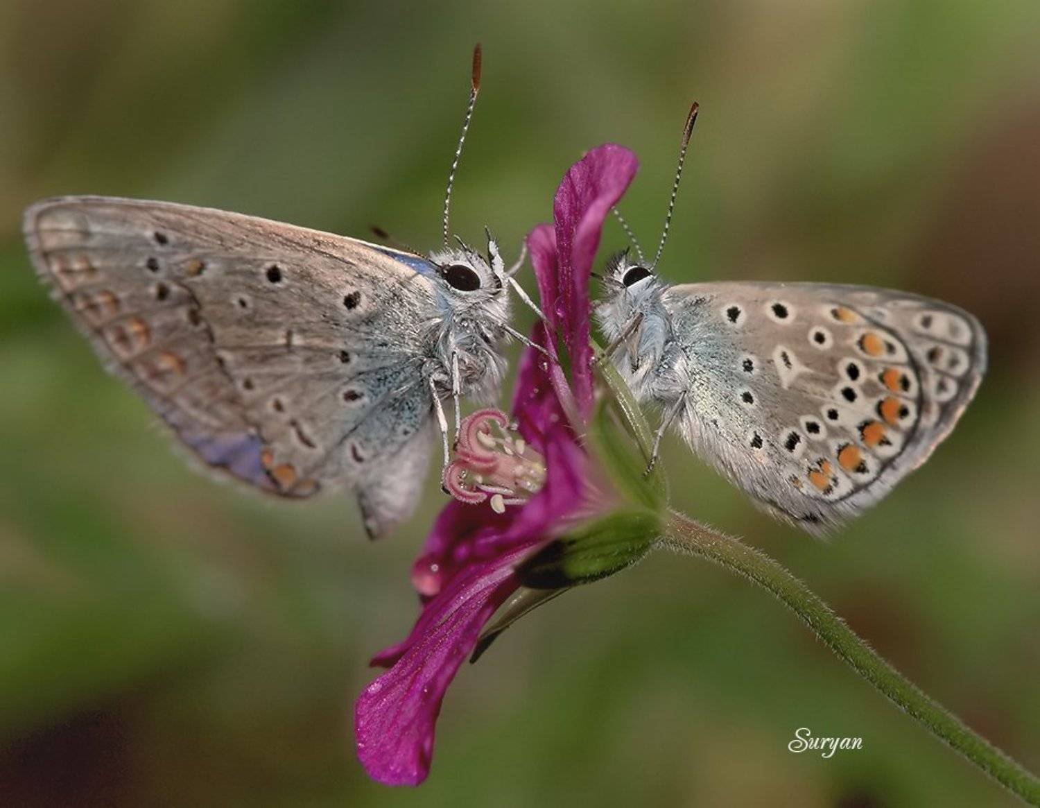 Раз,два, три, четыре,пять - я иду искать..... Автор: Олег Сурьянинов лето, бабочки, травинка, Олег Сурьянинов