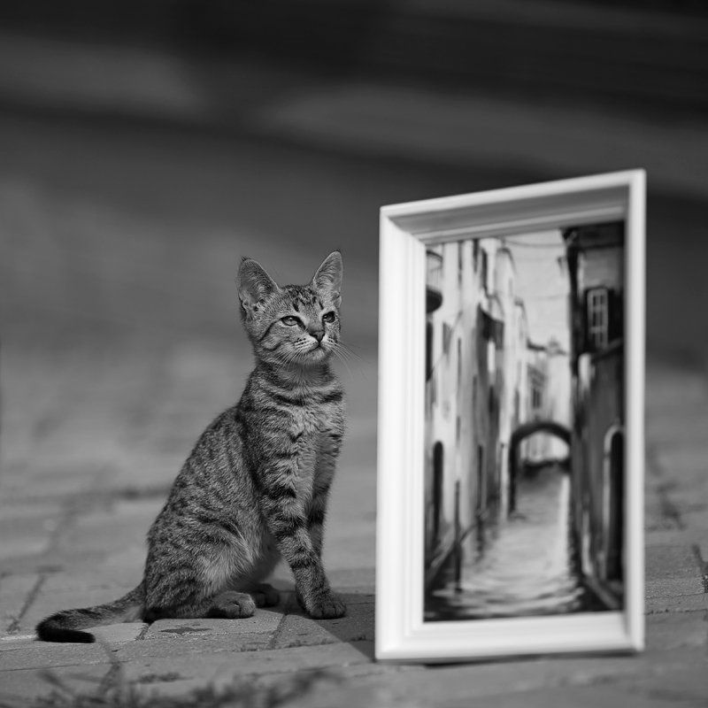 Пограничникphoto preview