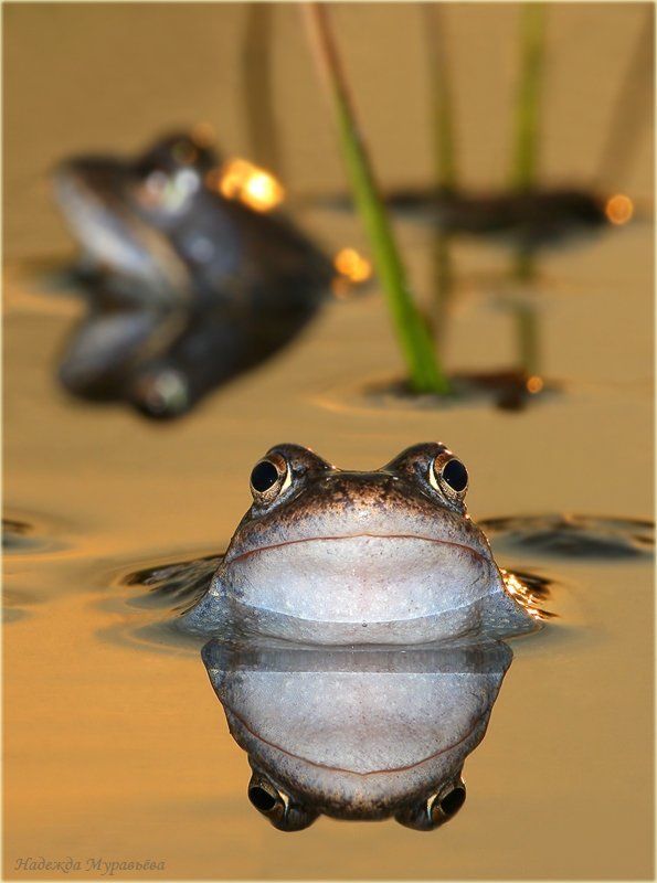 травяная, лягушка, rana, temporaria Не параphoto preview