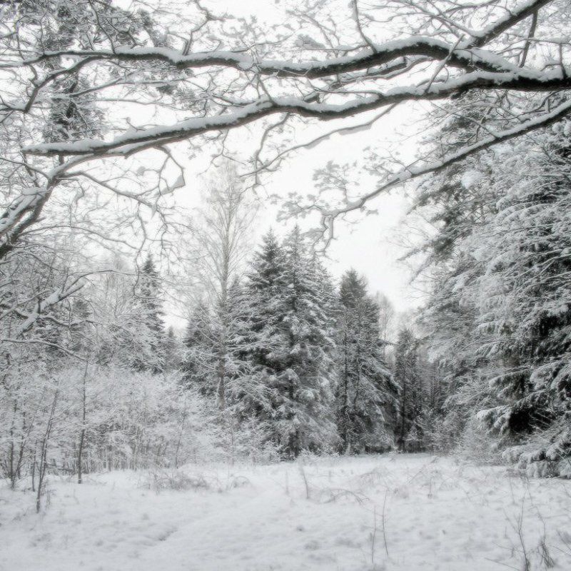 Свежий снегphoto preview