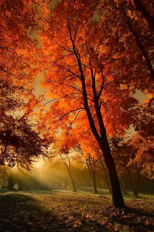 Осенние прогулки IIIphoto preview