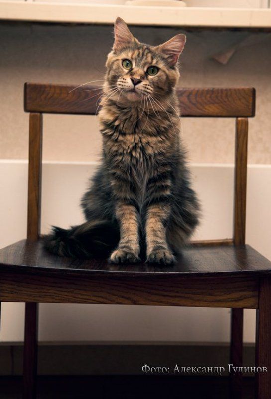 Глашаphoto preview