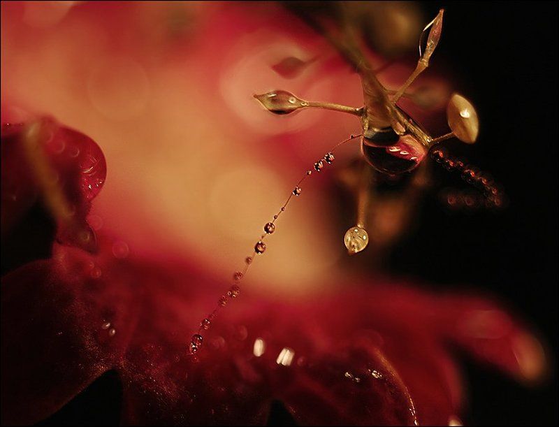 вода, капли Сказочный мирphoto preview