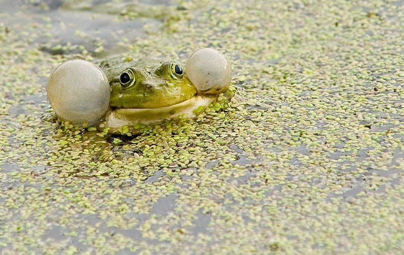 лето, пруд, лягушка летняя песня...photo preview