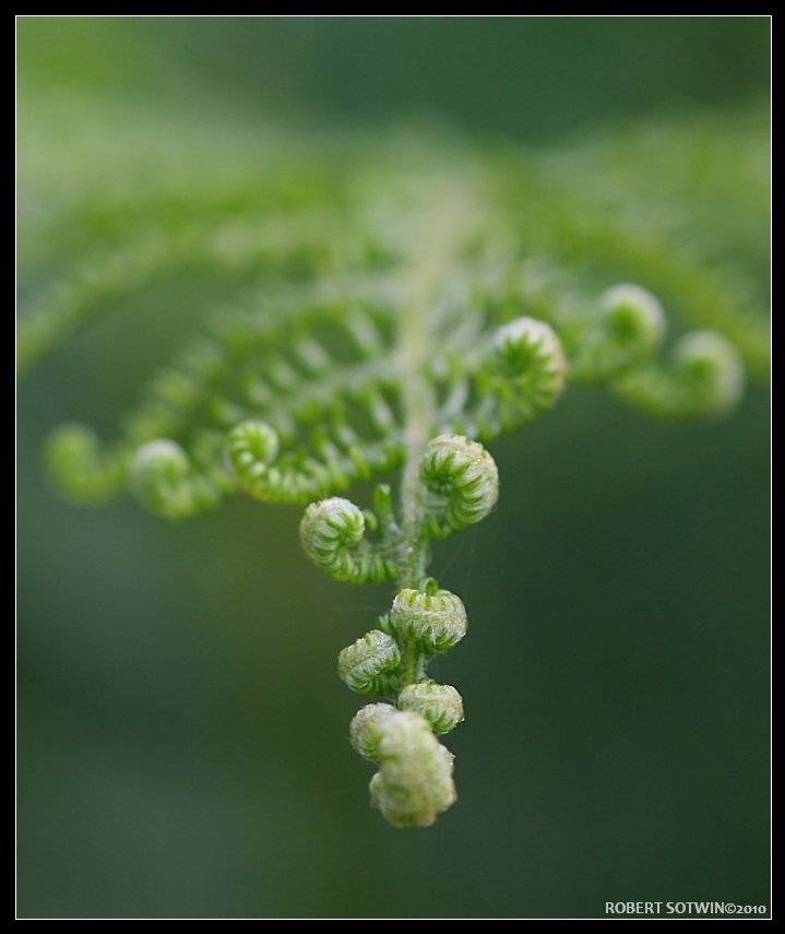 //. Автор: Robert , Robert