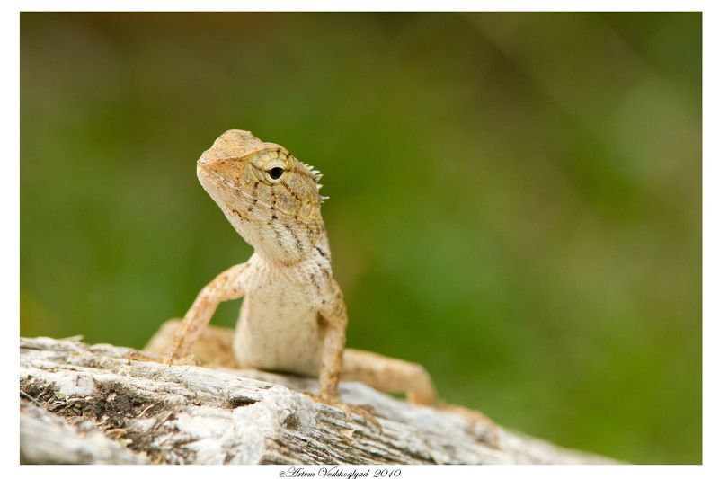 ящерица photo preview