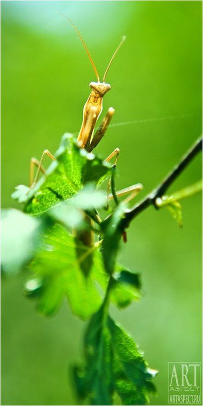 Явлениеphoto preview