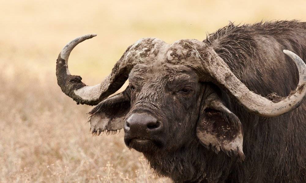 Бывалый. Автор: Centurion африка, танзания, буйвол, Centurion