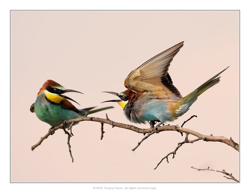 золотистая щурка, птицы, отношения между птицами Боец!photo preview