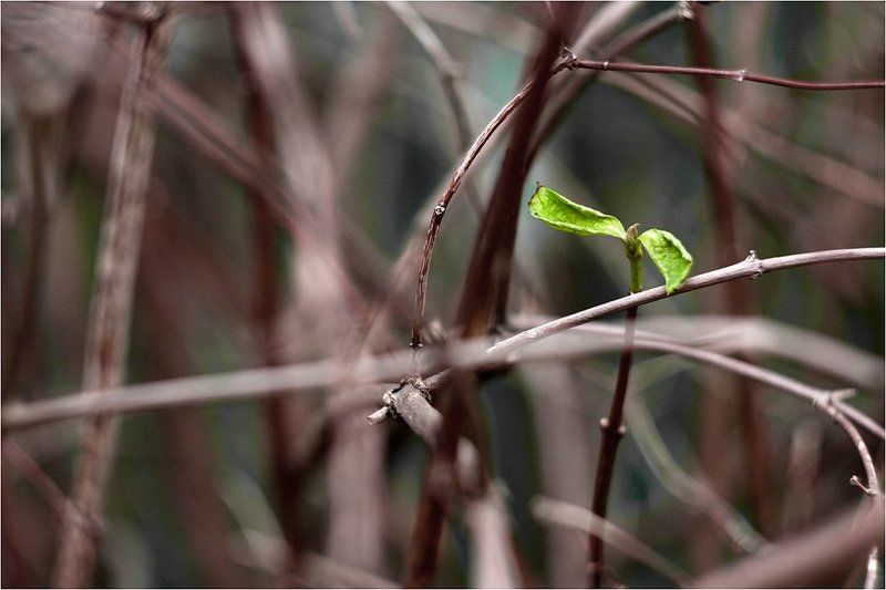 осень, новый, лист, жасмина Лист жасминаphoto preview