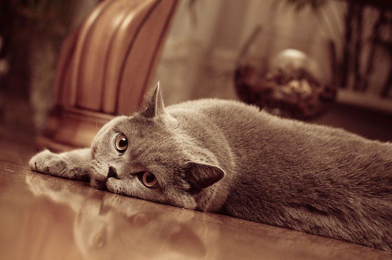 Мысли ...photo preview