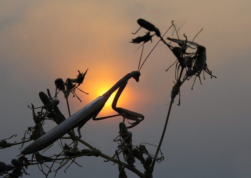 mantis, religiosa, богомол Закат близ Чугуеваphoto preview