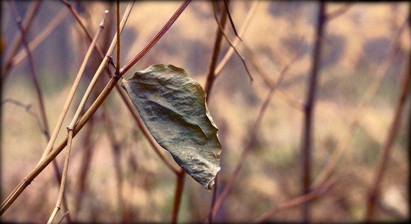 осень *photo preview