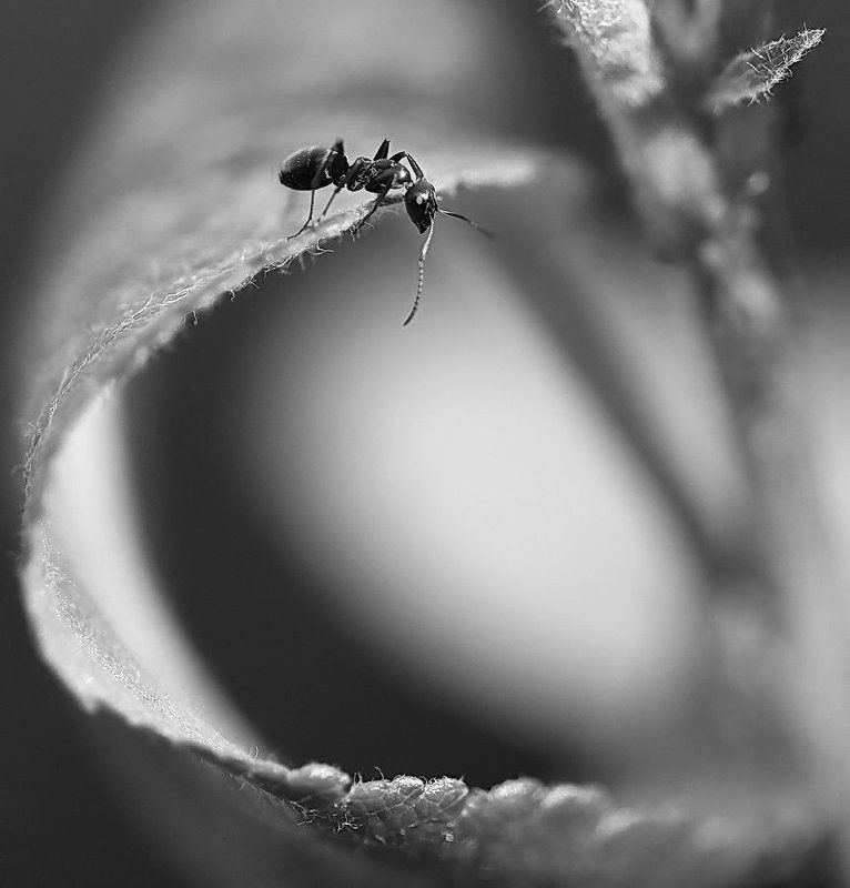 Черно-белое макроphoto preview