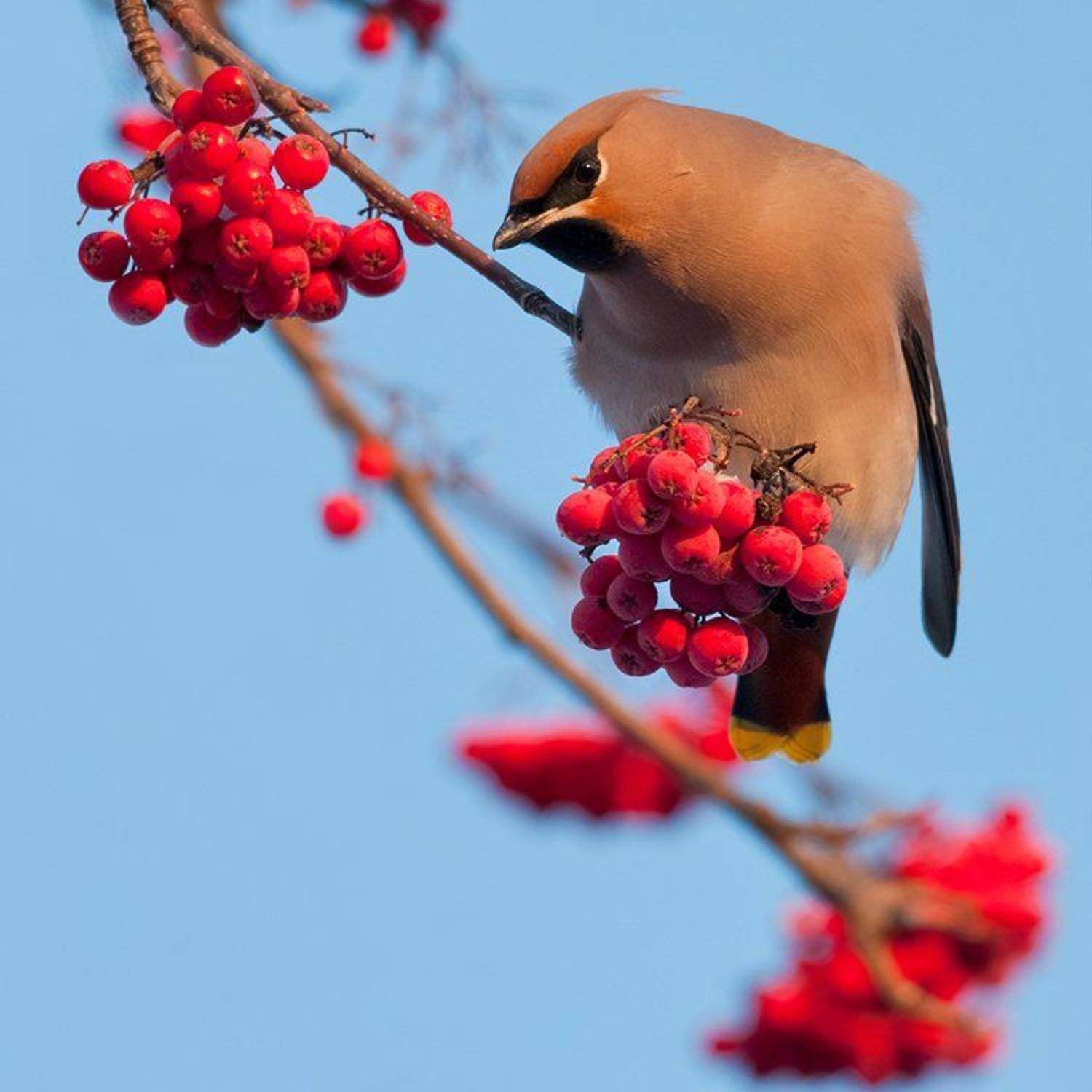 Свиристель. Автор: Андрей Алексеев зима, рябина, свиристель, Андрей Алексеев