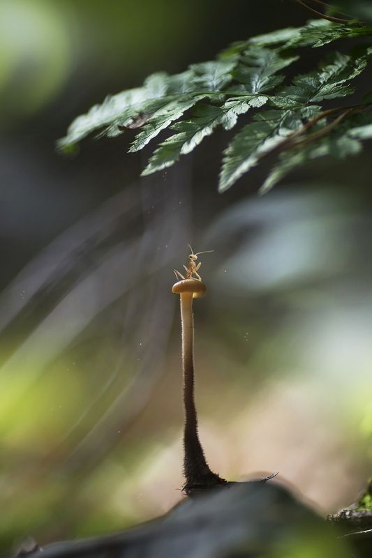 лес, гриб, лист, папоротник, богомол, новорожденный, новорожденный богомол Покоритель вершинphoto preview