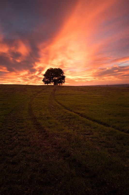 Lonley treephoto preview