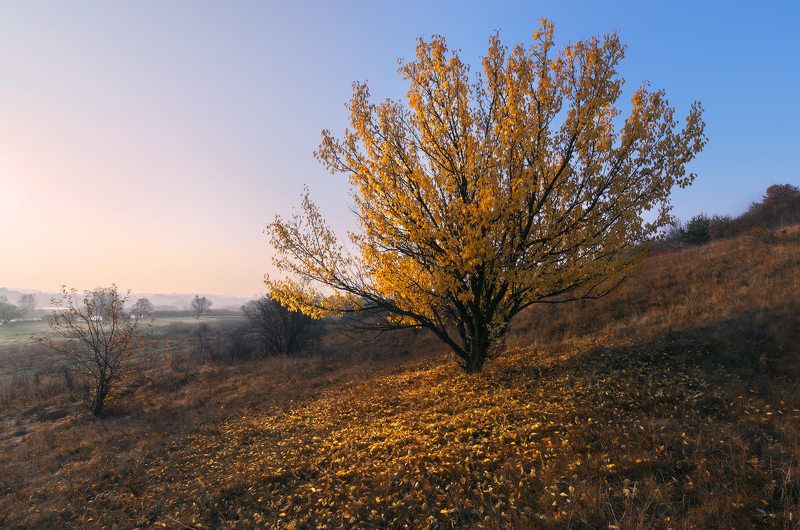 осень, октябрь, пейзаж, утро, рассвет, листопад, заморозок, сезон, меланхолия, настроение Последний листphoto preview