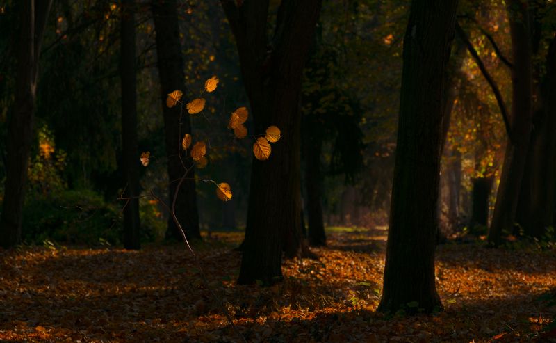 ceclii, nikon d3400 photo preview