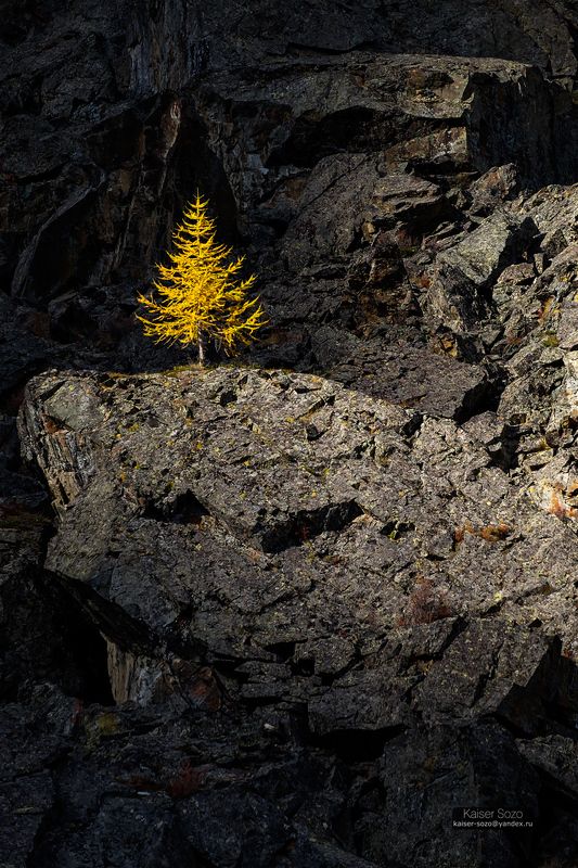 Одинокая лиственницаphoto preview