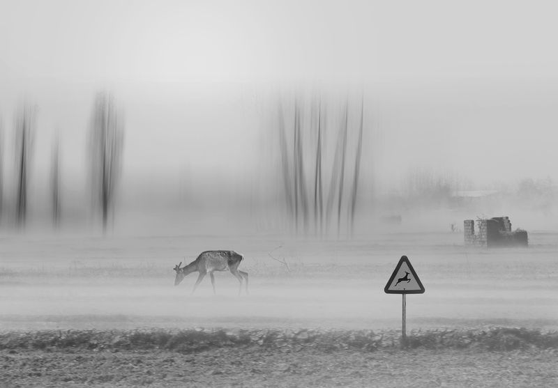 #man #cloudly #bnw #fine_art #sky #cloud #mehrzad_photo #hossein_mehrzad #black_and_white #b&w #editing #photoshop #creative #photo_art #digital #mehrzad #photography #creative_art #consept_art #pesonal #crush #animal #bear #blinds Special Worldphoto preview