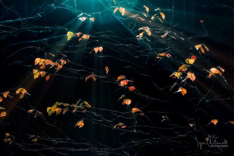 осень, листья, лес Таинственный лесphoto preview