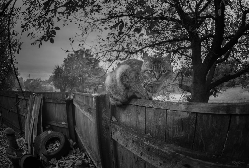 кот,котяра,улица,забор ***photo preview