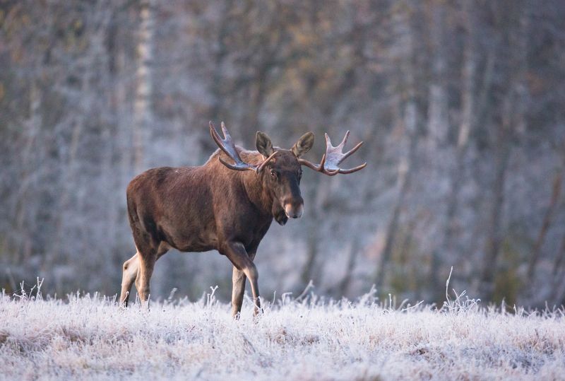 Иней и лось.photo preview