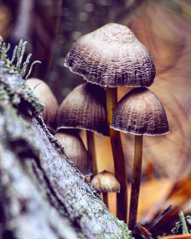 грибы, лес, осень, природа, лист Осеннийphoto preview