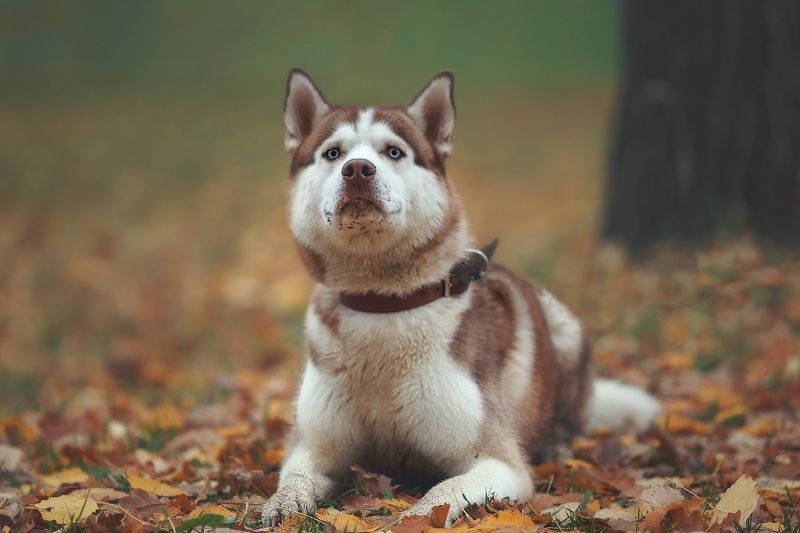 пушкин, царскоесело, царское, собаки, животные, осень, пёс, собака Осень Скаяphoto preview