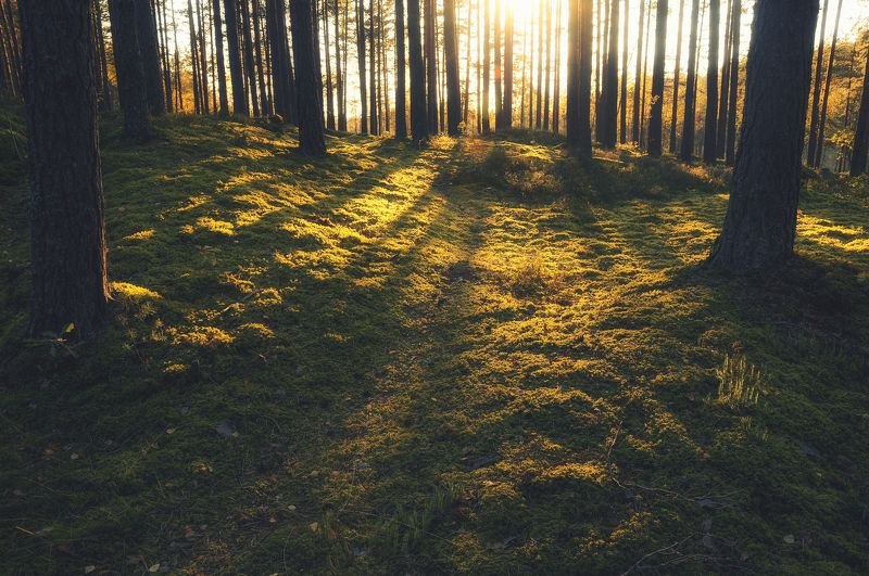 лес, закат, мох, деревья, Латвия, сосны Золотые мхиphoto preview