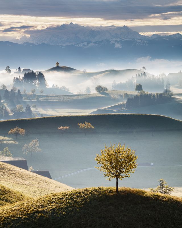 morning, switzerland, light, hills, trees, fog, mist, alps, mountains, spring Misty Morning in the Shirephoto preview