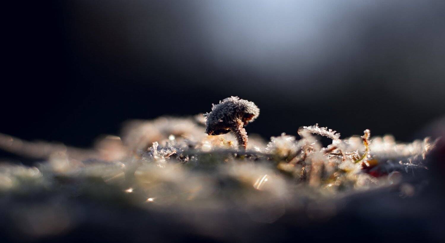 Первая заморозка 1.. Автор: Sixten ( Сергей ) осень, природа, беларусь, лес, Sixten ( Сергей )