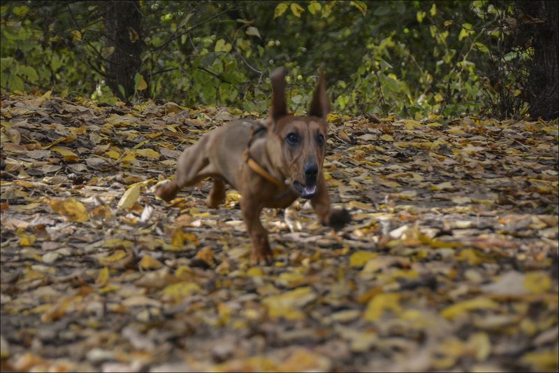 осень,позитив,такса,собак,гасает,радуется в отрывphoto preview