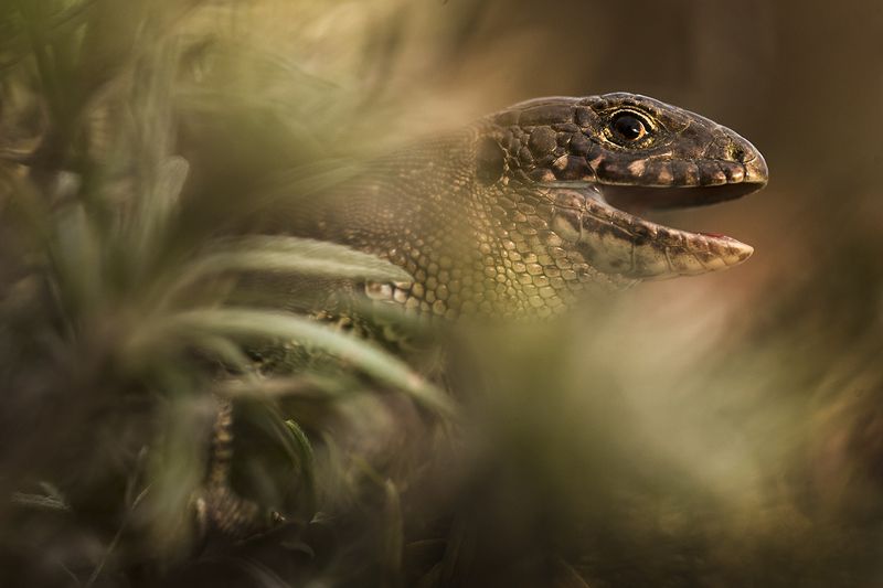 прыткая ящерица Портрет прыткой ящерицыphoto preview