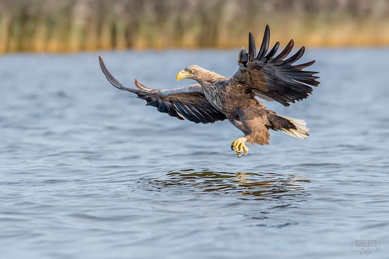bielik ptak drapieżny photo preview