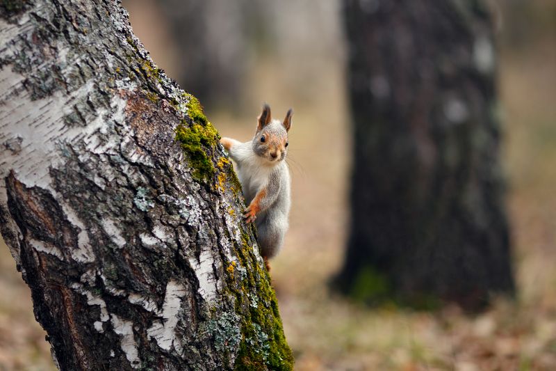 белки, осень, лес Про бельчонкаphoto preview